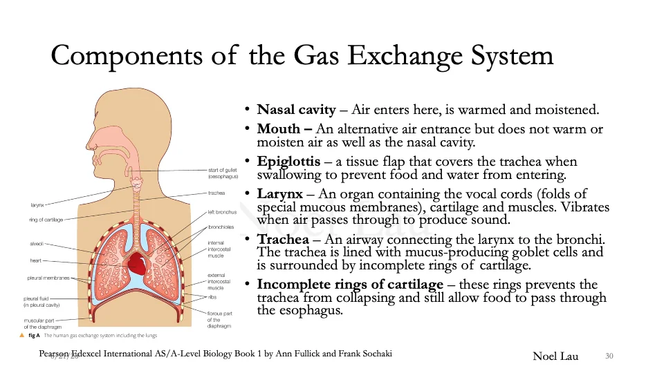 Slide 30