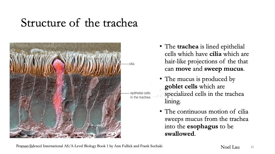 Slide 31