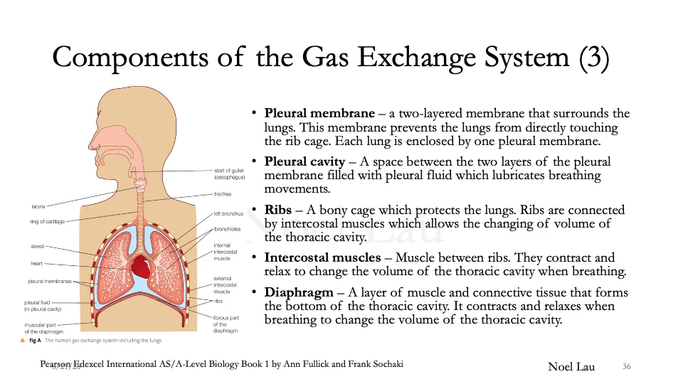 Slide 36