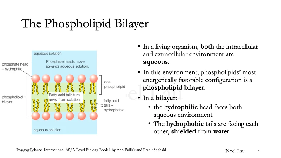 Slide 5