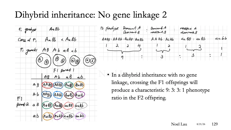 Slide 129