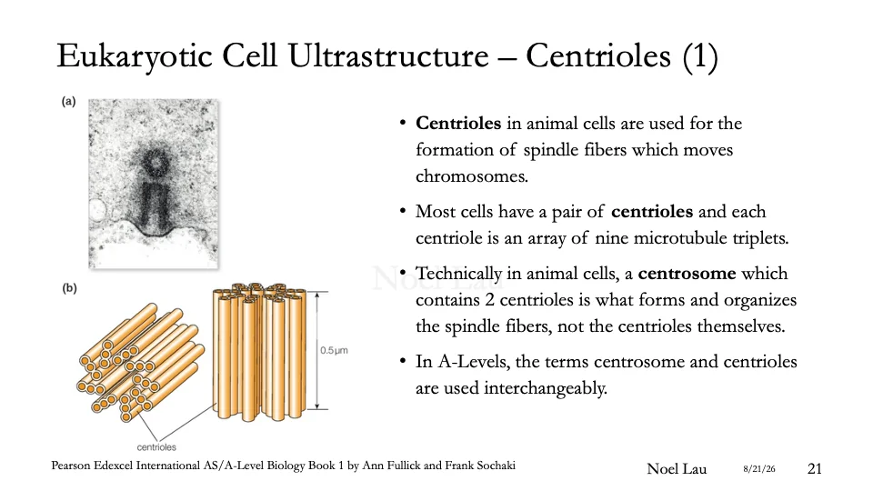 Slide 21