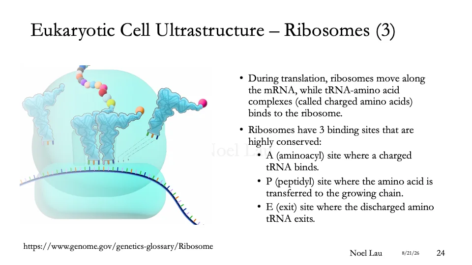 Slide 24