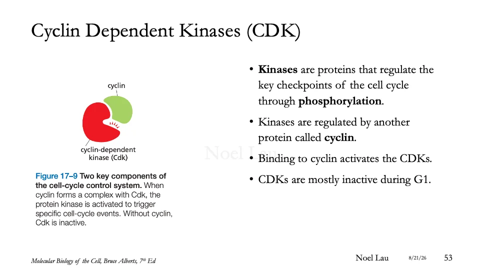 Slide 53
