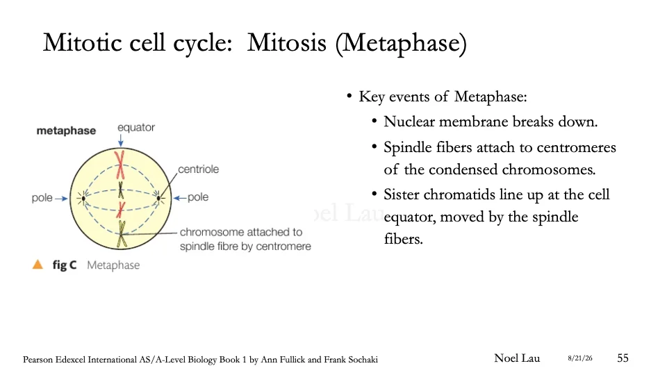 Slide 55