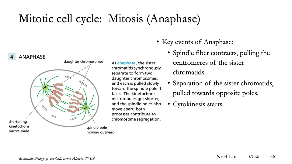 Slide 56