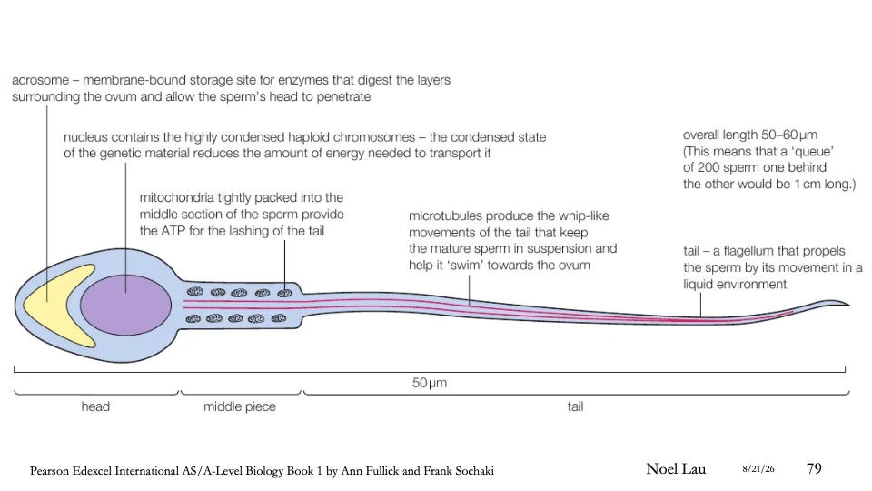 Slide 79