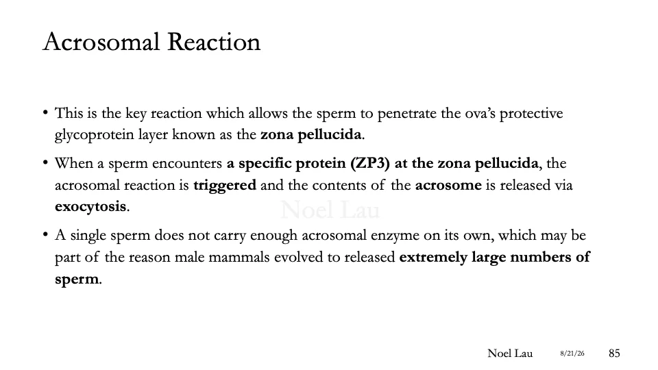 Slide 85