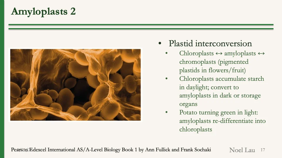 Slide 17