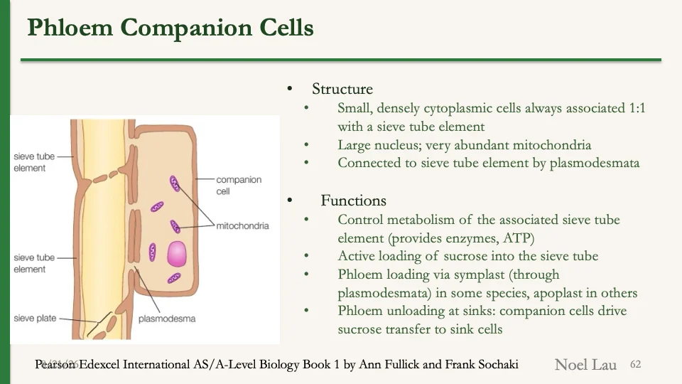 Slide 62