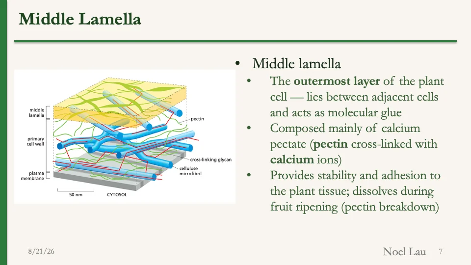 Slide 7