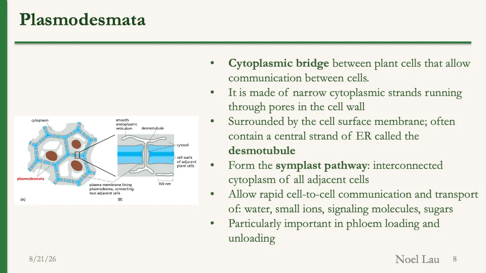 Slide 8