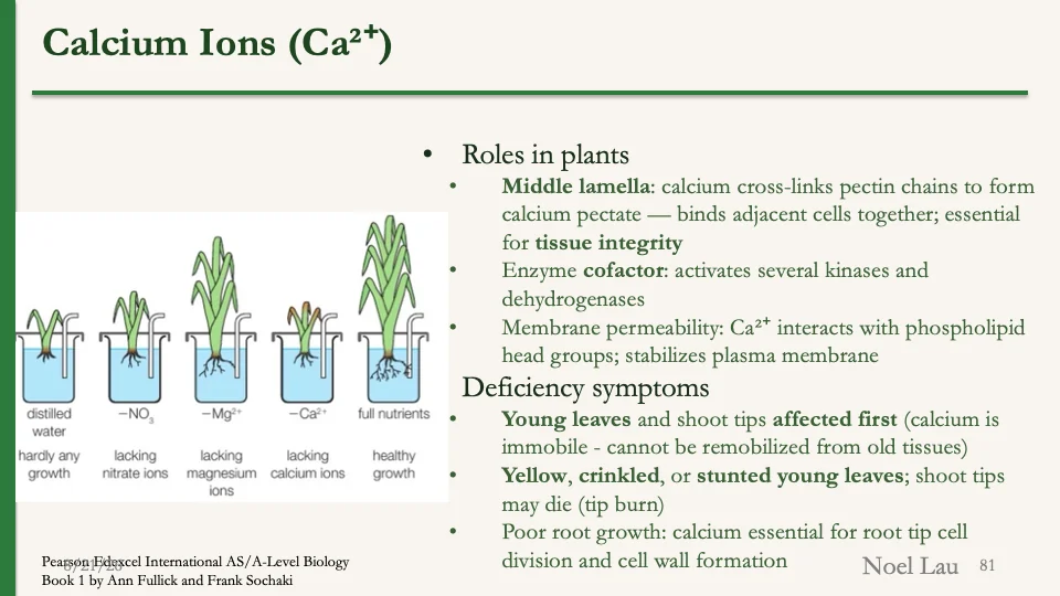 Slide 81